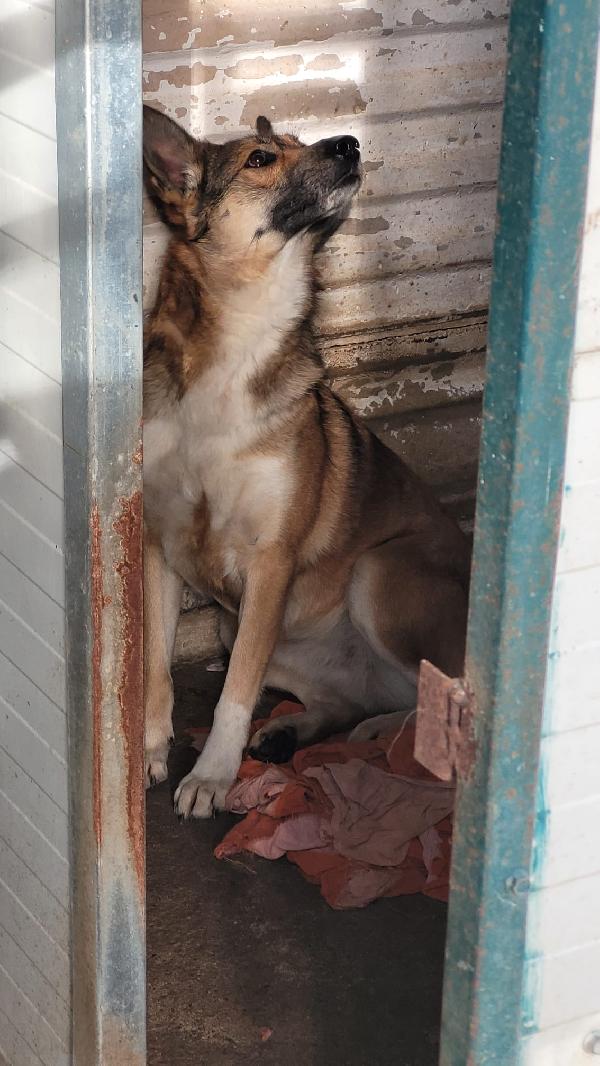 Anais, una splendida lupetta Foto 6